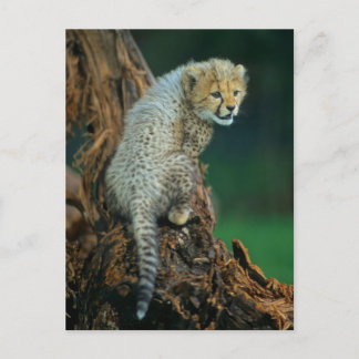 Leopard, Baby auf Baum Vykort