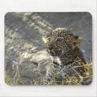 Leopard Baby Musmatta