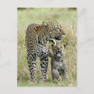 Leopard Baby och Mamma Vykort