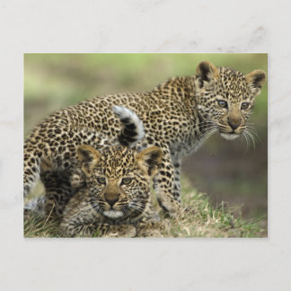 Leopard Babys Vykort