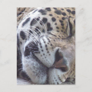 Leopard Bild vykort