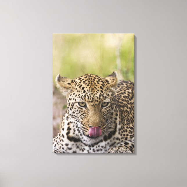 Leopard Canvastryck (Framsida)