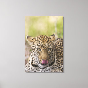 Leopard Canvastryck