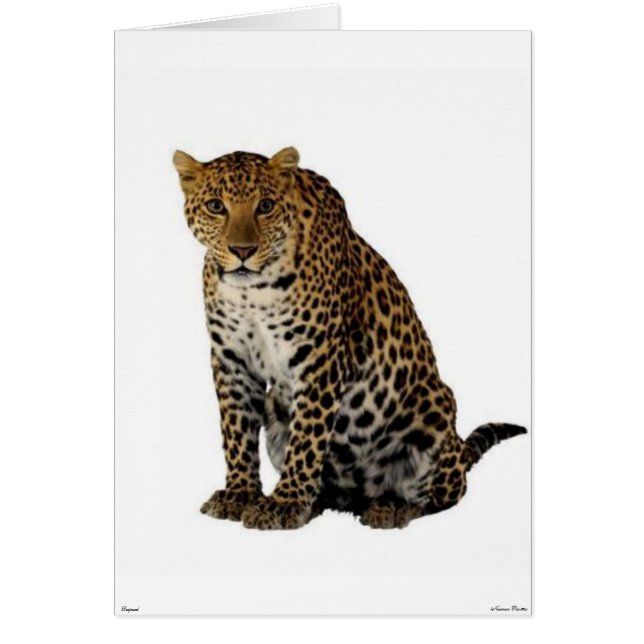 Leopard Card Hälsningskort (Framsidan)
