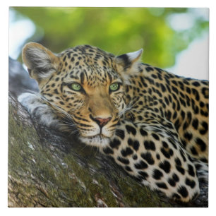 Leopard Ceramic Tile Kakelplatta