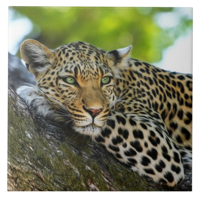 Leopard Ceramic Tile Kakelplatta (Framsidan)