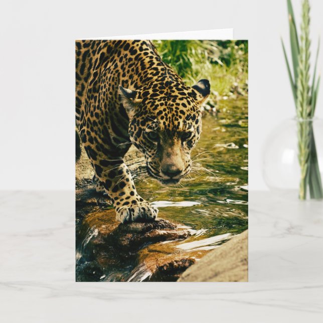 Leopard Crossing a Stream Photograph Kort (Framsida)