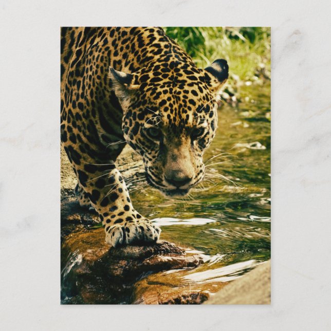 Leopard Crossing a Stream Vykort (Framsida)