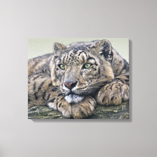 Leopard Dreaming Wrapped Canvas (Framsida)