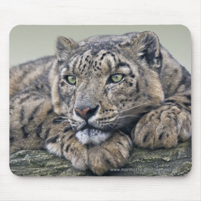 Leopard Drömmande Musmattor (Framsidan)