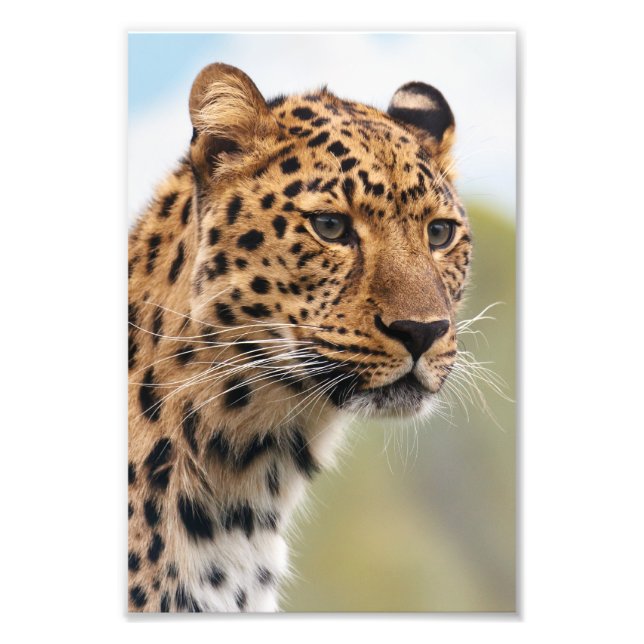 Leopard Foto (Framsidan)
