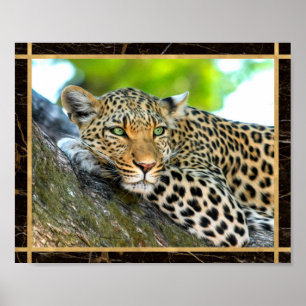 Leopard Foto Bildtryck Affisch