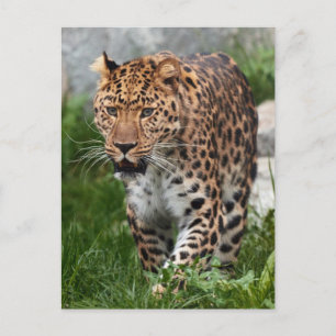 Leopard Foto Vykort