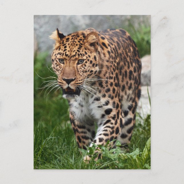 Leopard Foto Vykort (Framsida)