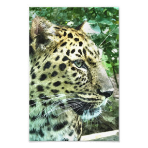 LEOPARD FOTOTRYCK