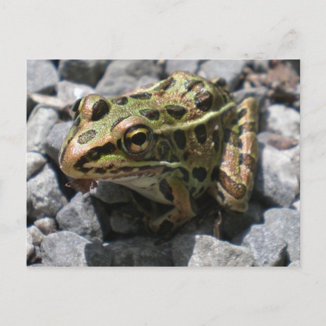 Leopard Frog Post Card Vykort (Framsida)
