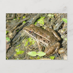 Leopard Frog Postcard Vykort