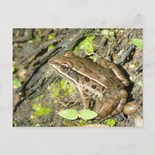 Leopard Frog Postcard Vykort (Framsida)