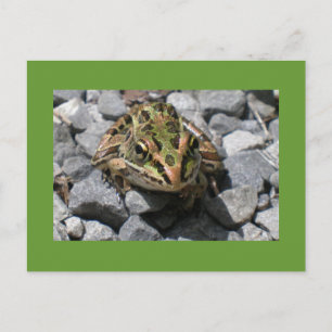 Leopard Frog Vykort