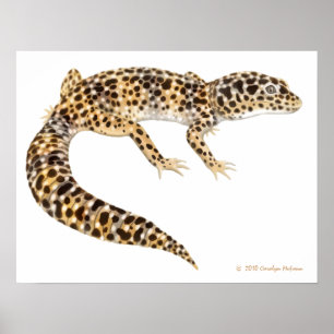 Leopard Gecko Art Print Poster