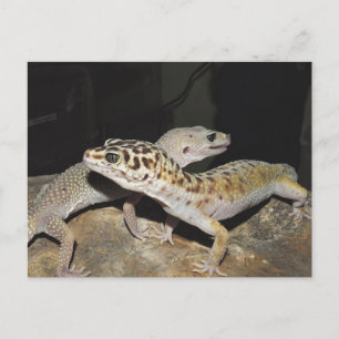 Leopard gecko-design för all gecko älskare! vykort