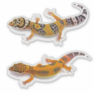 Leopard Gecko Ligua Klistermärken