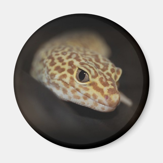 Leopard Gecko Magnet (Framsidan)
