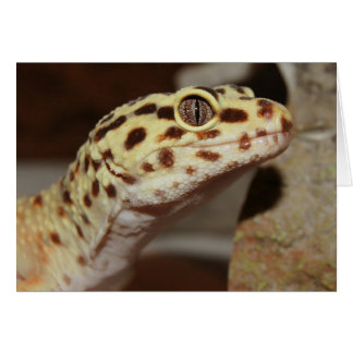 Leopard Gecko OBS Kort