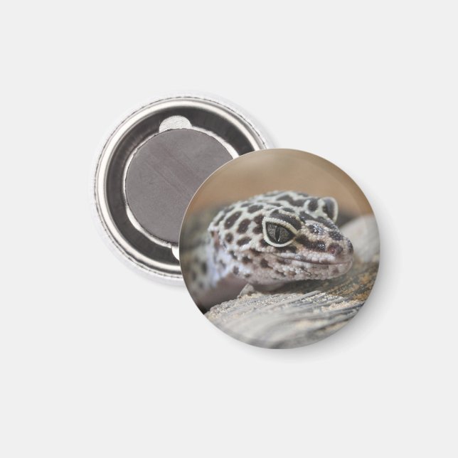 Leopard Gecko Öga Mouth Ansikte närmar sig Magnet (Front/Back)