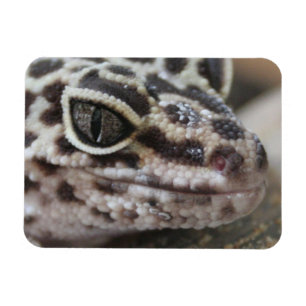 Leopard Gecko Öga Mouth Ansikte närmar sig Magnet