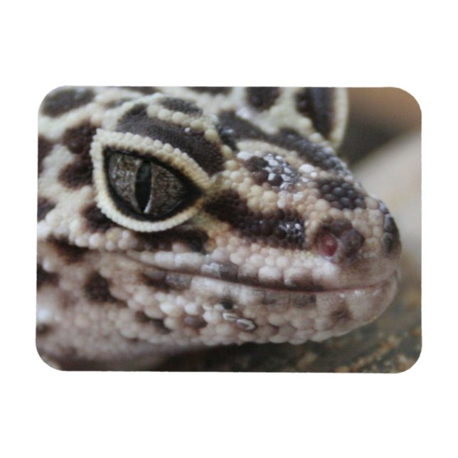 Leopard Gecko Öga Mouth Ansikte närmar sig Magnet (Horisontell)