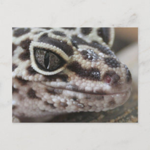 Leopard Gecko Öga Mouth Ansikte närmar sig Vykort