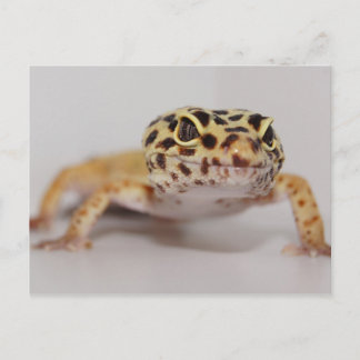 Leopard Gecko Postcard Vykort