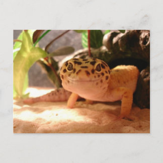 Leopard Gecko Postcard Vykort
