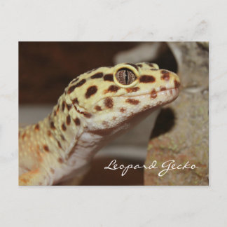 Leopard Gecko Postcard Vykort