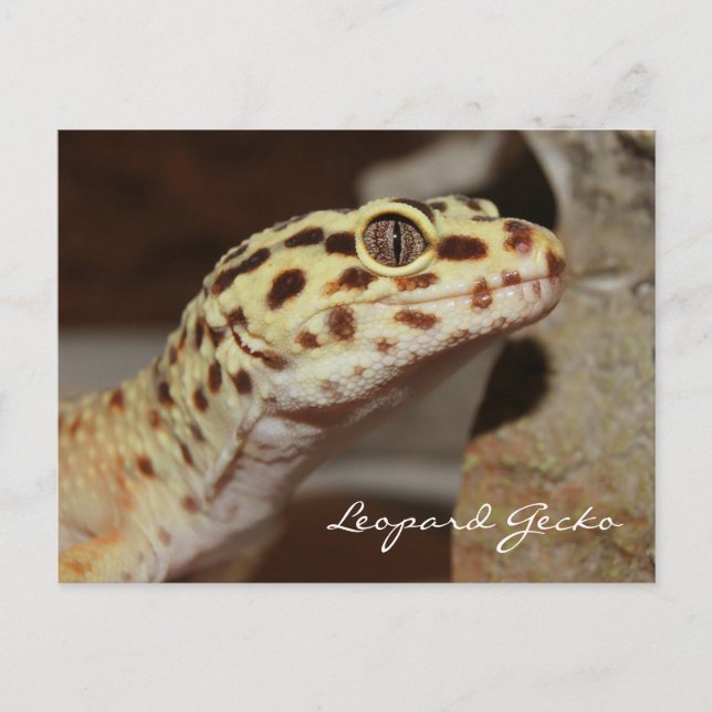 Leopard Gecko Postcard Vykort (Framsida)