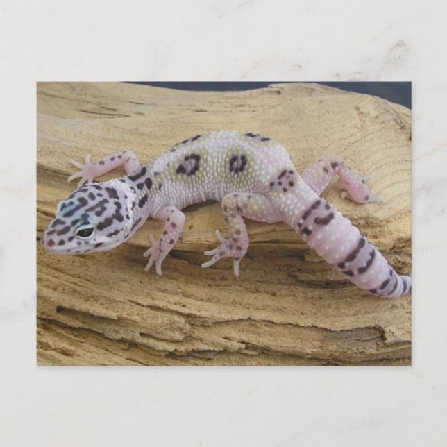 Leopard Gecko Postcard Vykort (Framsida)