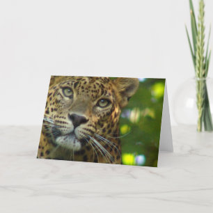Leopard Greeting Card Kort