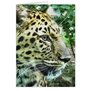 LEOPARD Hälsning-kort Hälsningskort