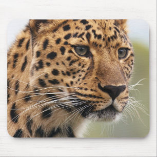 Leopard Head Shot Musmatta