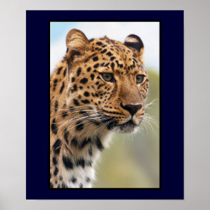 Leopard Head Shot Poster
