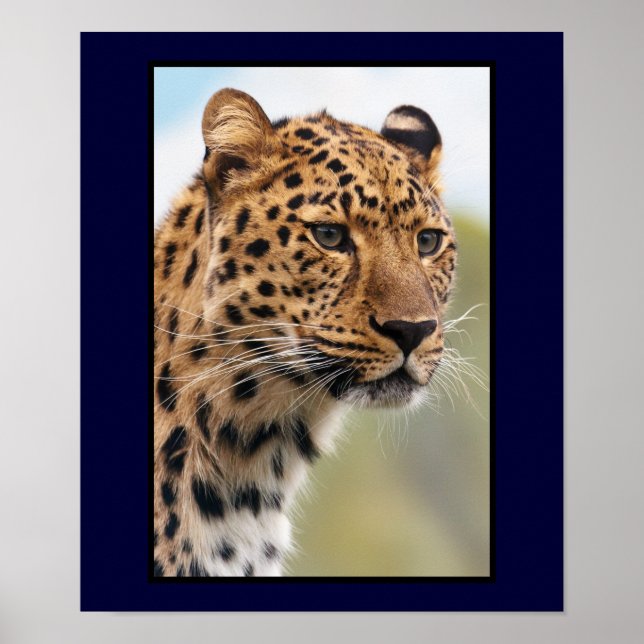 Leopard Head Shot Poster (Framsidan)
