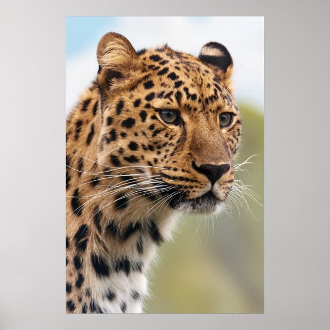 Leopard Head Shot Poster (Framsidan)