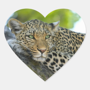 Leopard Hjärtformat Klistermärke