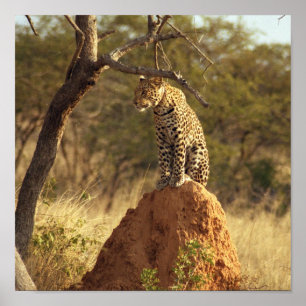 Leopard i Namibia, afrika Poster