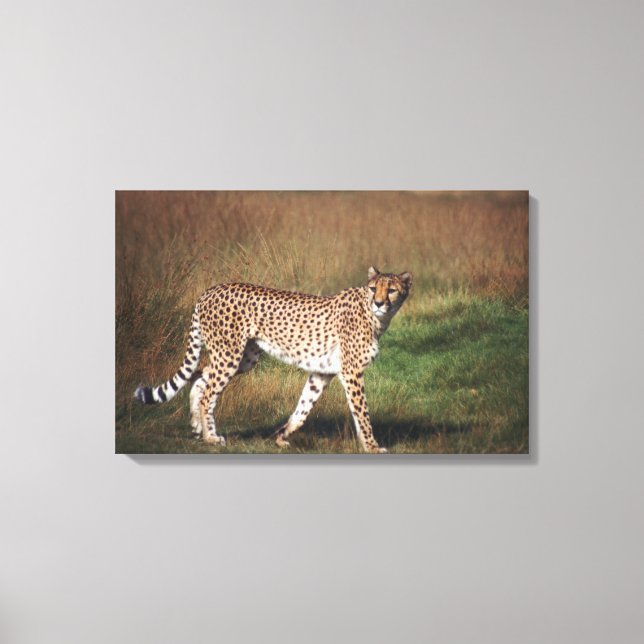 Leopard i rakt ned canvastryck (Framsida)