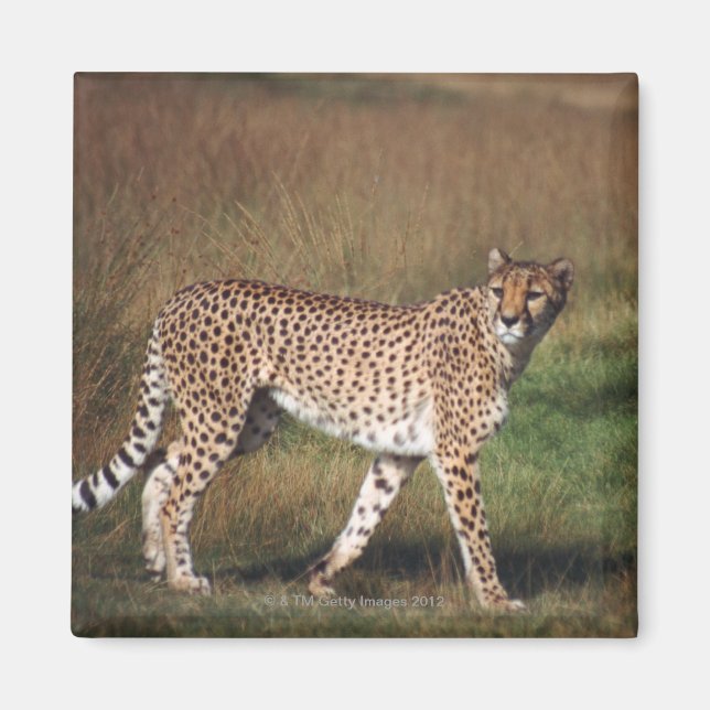 Leopard i rakt ned magnet (Framsidan)