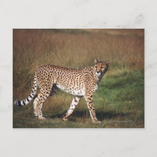 Leopard i rakt ned vykort
