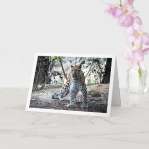 Leopard i skog kort
