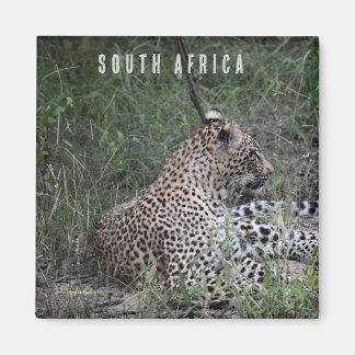 Leopard i södra Afrikan Magnet